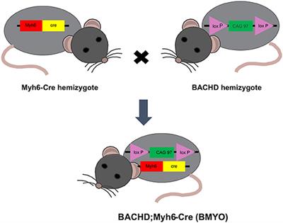 Targeted Genetic Reduction of Mutant Huntingtin Lessens Cardiac Pathology in the BACHD Mouse Model of Huntington's Disease